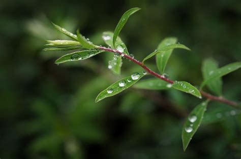 5 Top Garden Macro Photography Tips - How To Photograph Dew Drops ...