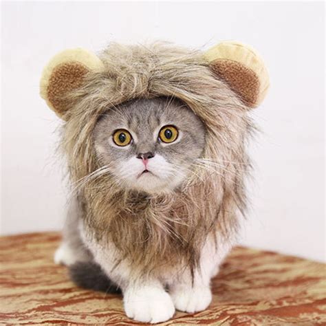 Lion Mane Costume for Cat | Funny pet costumes, Cat lion costume, Lion mane