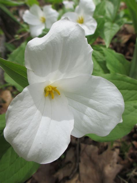 Wisconsin State Flower Trillium - Beautiful Insanity