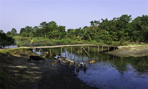 Majuli Island in Assam: Essential Travel Guide