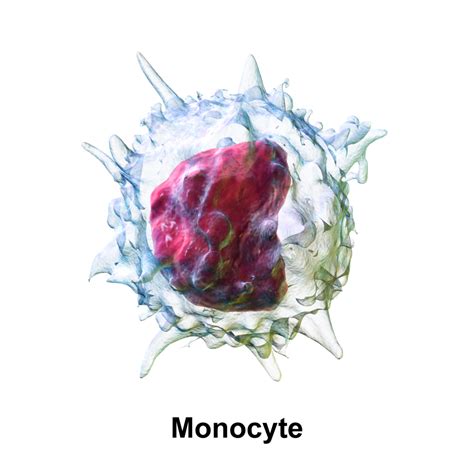 Monociti Bassi: Cosa Significa? Leggi Tutte le Possibili Cause!