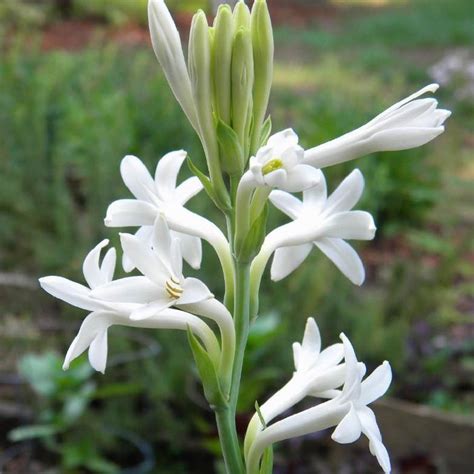 Polianthes Tuberos ( Nishigandha) single petal Flower Bulbs Pack of 50 Bulbs — ChhajedGarden.com