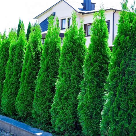 Buy Thuja occidentalis 'Smaragd' Emerald Green Arborvitae Tree Pot ...