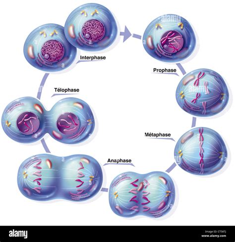 Meiosis Prophase 1 Diagram