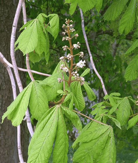 Aesculus hippocastanum – Mark McNee