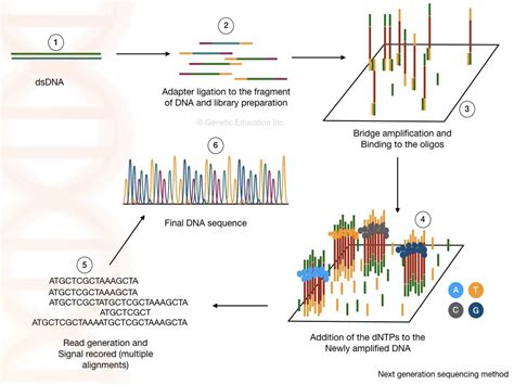 DNA Sequencing: History, Steps, Methods, Applications And Limitations