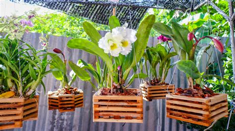 Best Orchid Pots: Beginner's Buying Guide - Brilliant Orchids