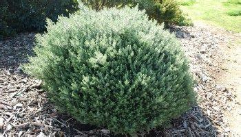 Westringia Zena in 2021 | Drought tolerant landscape, Garden planning, Westies