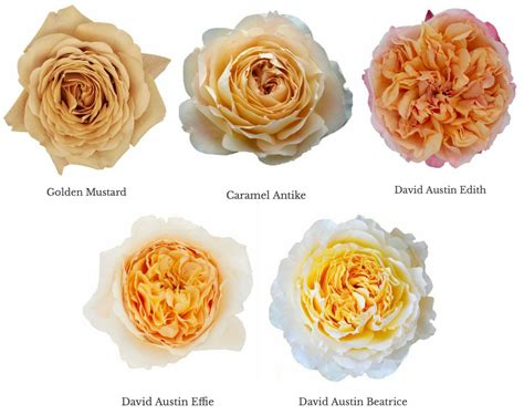 Varieties of Golden Garden Roses - Garden Roses Direct