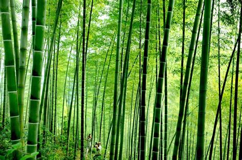 Scenery of Huoshan bamboo forests in Anhui[1]- Chinadaily.com.cn