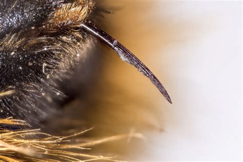 Do Bumblebees Sting? | Is Bumblebee Sting Dangerous & Can They Sting More Than Once?