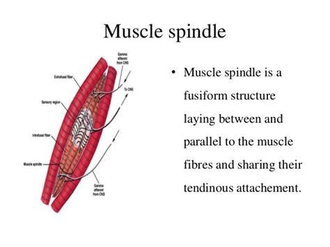 Muscle tone munish G B PANT DELHI | Muscle tone, Muscle, Muscle fiber