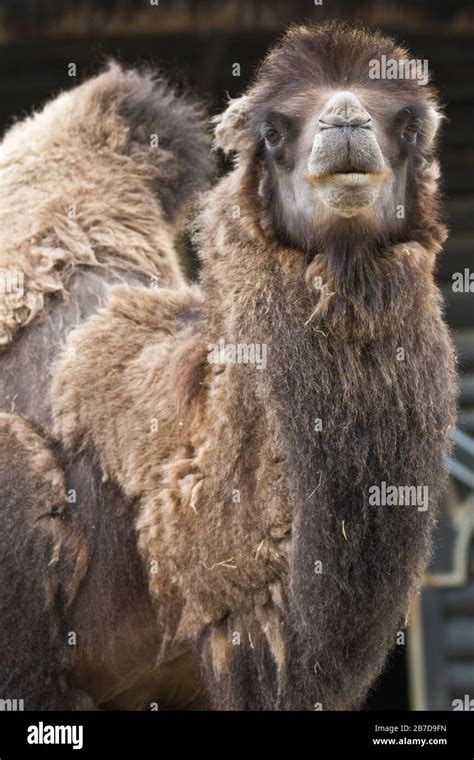 Zoo animals in copenhagen Denmark Stock Photo - Alamy