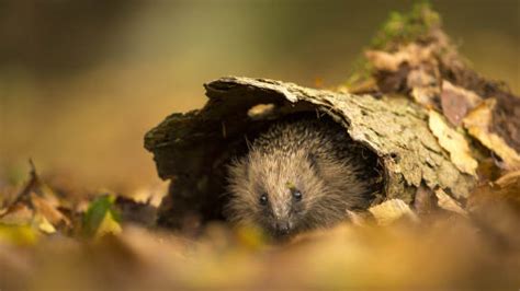 Bing image: European hedgehog - Bing Wallpaper Gallery