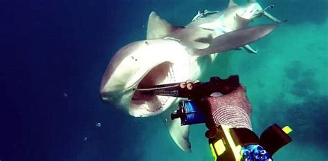 World Sharks News : VIDEO: bull shark attacks diver while spearfishing