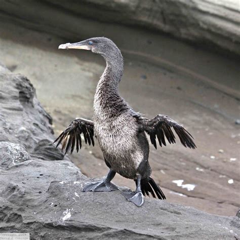 Flightless cormorant. Currently there are around 1,000 breeding pairs ...