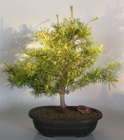 Japanese White Pine Bonsai Tree- Large (pinus parviflora 'Goldilocks')