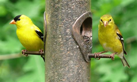 American Goldfinch – Carduelis tristis - Birds