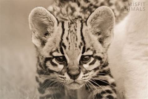 Baby Ocelots: Everything To Know About Ocelot Kittens