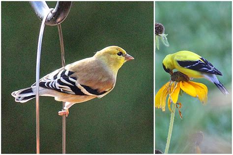 Red House Garden: Common Backyard Birds of the Eastern US