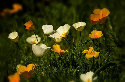 A Bouquet of Poppies Photograph by Saija Lehtonen - Fine Art America