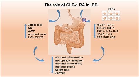 The role of GLP-1 RA in inflammatory bowel disease. The GLP-1 RA ...