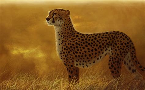 Cheetah Full HD Wallpaper and Background Image | 1920x1200 | ID:366245