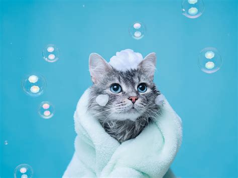 9 Of The Best Tips For Giving Your Cat Their First Bath