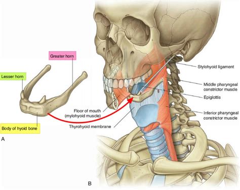 Hyoid bone anatomy, location, dislocation, fracture & hyoid bone syndrome