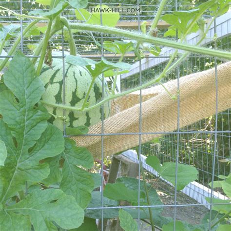 Growing Watermelons on a Trellis, Fence, or a Chicken Coop | Hawk Hill