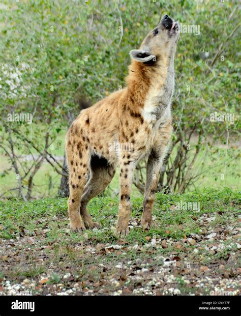 Spotted Hyena (laughing hyena) - Crocuta crocuta Stock Photo - Alamy