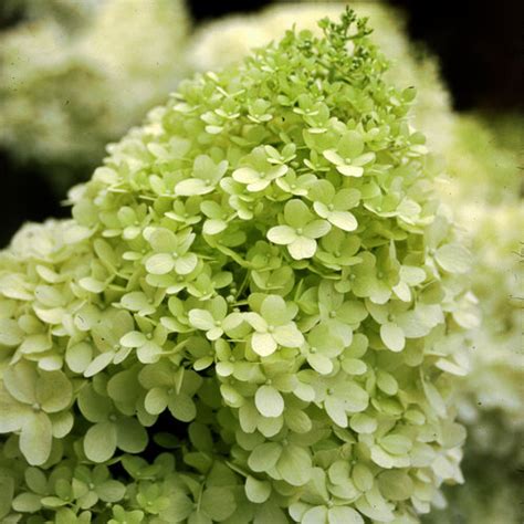 Limelight Hydrangea: The Proven Winners Shrub That Will - vampkitty--xoxo