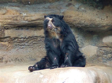 The Online Zoo - Spectacled Bear