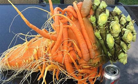 Minnesota Man Sets Record With His Gigantic ... Produce