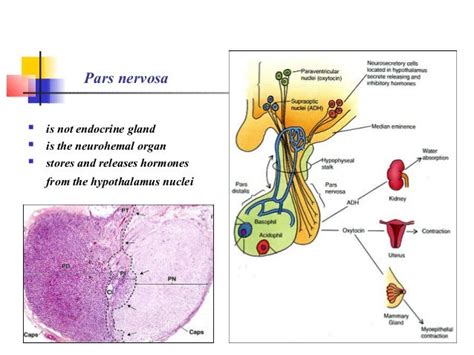 Endocrine organs