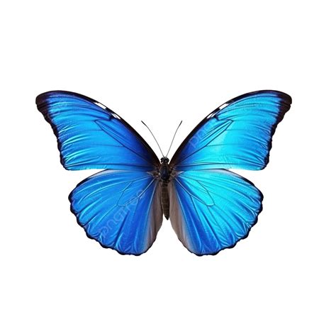 Blue Butterfly Cute, Cute, Butterfly, Blue PNG Transparent Image and ...