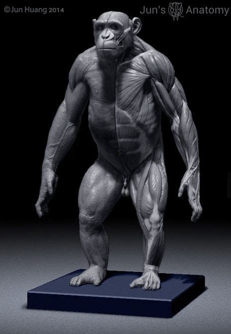 Chimpanzee Anatomy Model 1/6th scale | Elephant anatomy, Animal anatomy ...