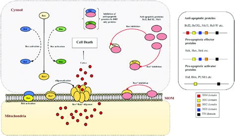 Mitochondrial type 2 pathway and MOMP. Bax/Bak proteins are activated... | Download Scientific ...