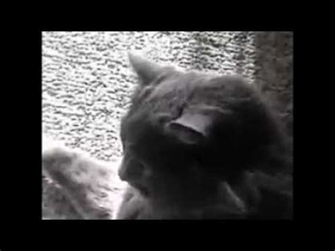 SoMe GuY yElLs At SoMe CaTs (Distorted) - YouTube