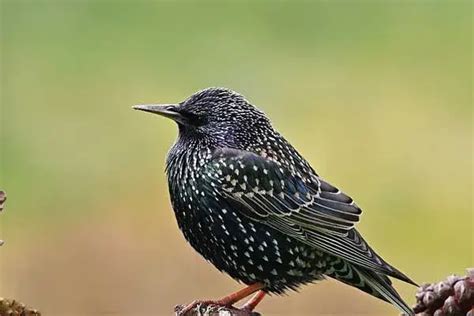 25+ Black Birds With White Spots (Examples + Photos) - The Daily Wildlife