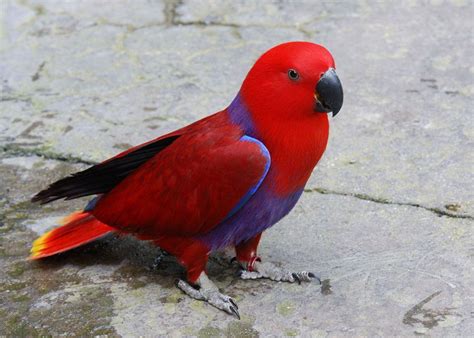 Eclectus Parrot Facts, Behavior, Pet Care, Housing, Pictures