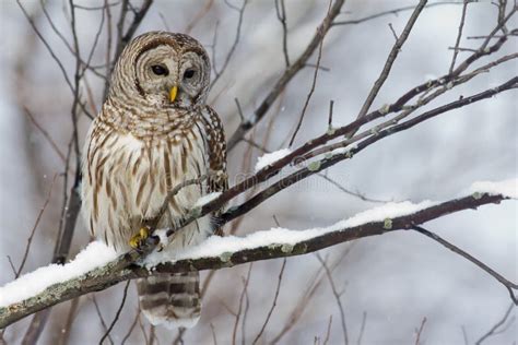 Barred Owl on a Snowy Branch. Stock Photo - Image of winter, barred: 17673572