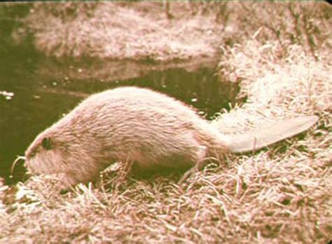 Trapping Beavers | Beaver Trap | How to Trap Beaver