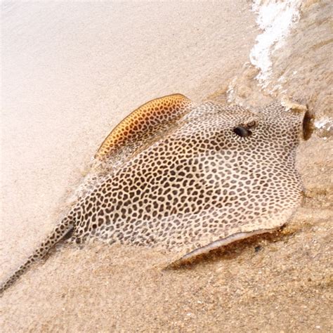 D0WN UND3R — we caught a leopard whipray from Holloways beach...