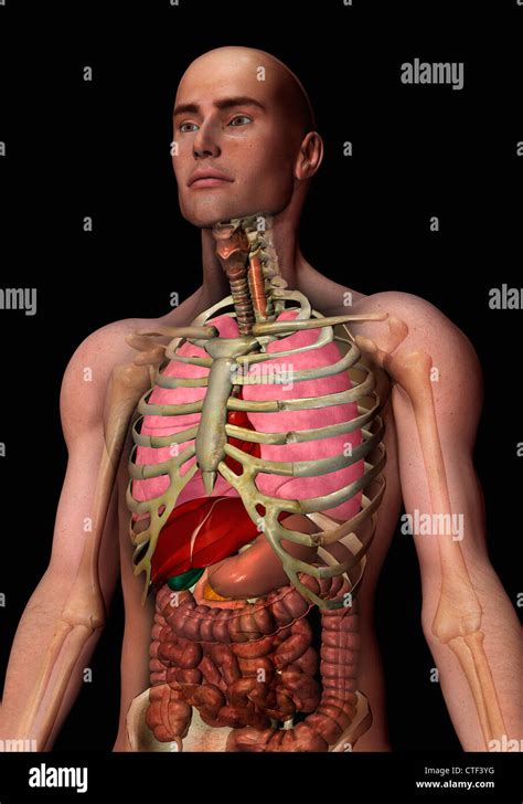 Rib cage organs hi-res stock photography and images - Alamy