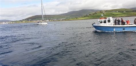 Dingle Dolphin Boat Tours - 2020 All You Need to Know Before You Go ...