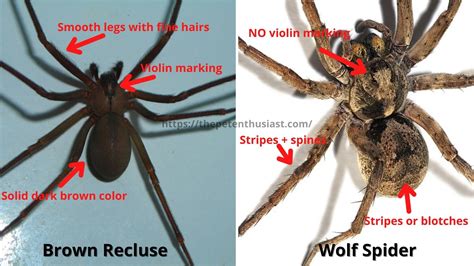 Wolf Spider Size Comparison