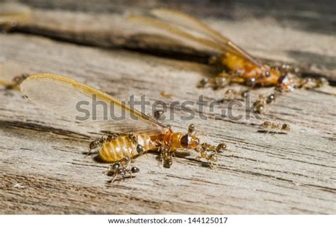 Ants Fighting Termites Stock Photo 144125017 | Shutterstock