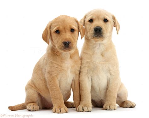 Dogs: Two cute Yellow Labrador puppies sitting together photo WP47572