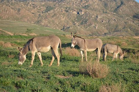 Wild Burro Family California - Free photo on Pixabay - Pixabay